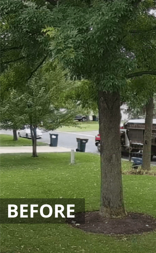 Tree Removal Wollongong Tree Loppers Wollongong & Illawarra