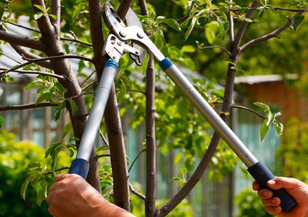 tree trimmers wollongong